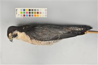 藏品(遊隼)的圖片